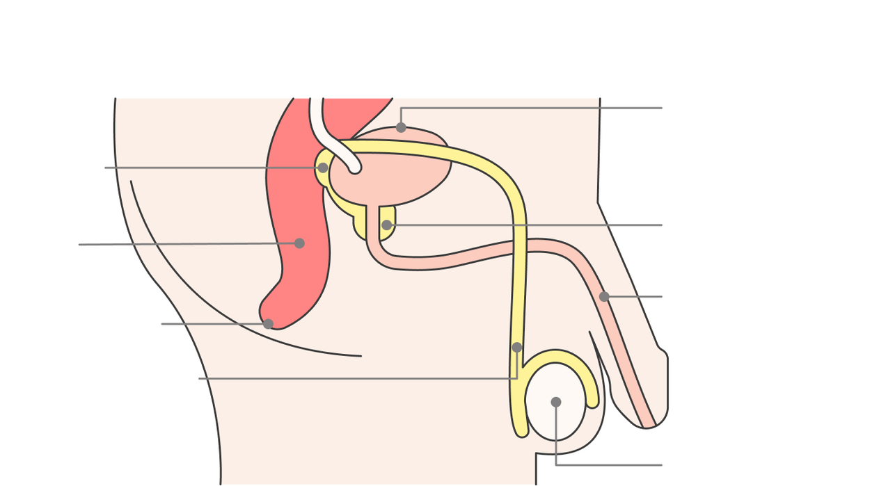 location of the prostate and its structures