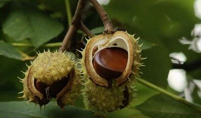 The use of nuts for the treatment of prostatitis